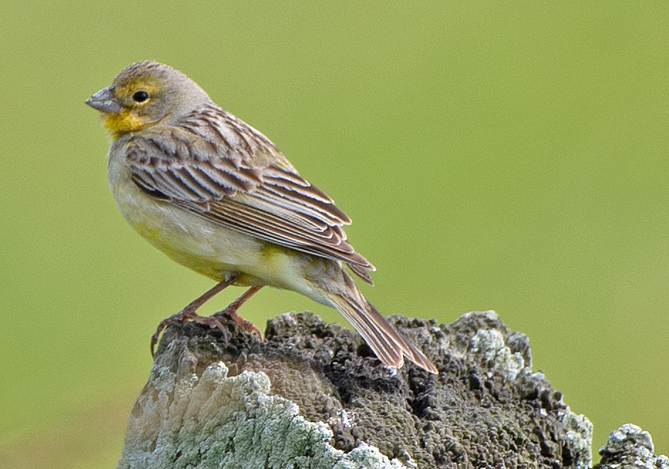 Kurzschnabel-Gilbtangare - ML645899847