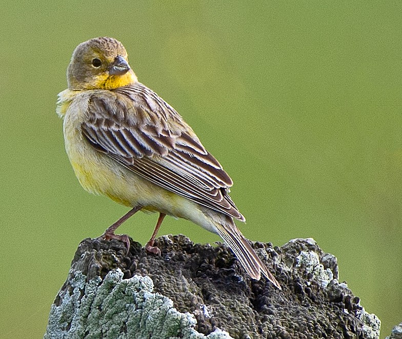 Kurzschnabel-Gilbtangare - ML645899848