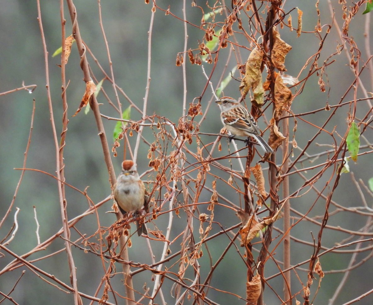 American Tree Sparrow - ML645899850