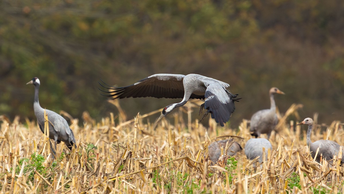 Common Crane - ML645899856