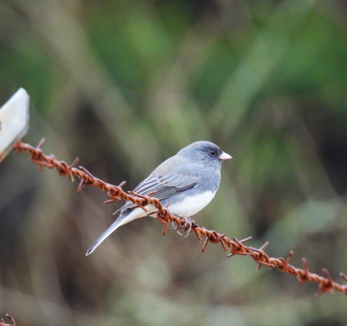 Dark-eyed Junco - ML645899859