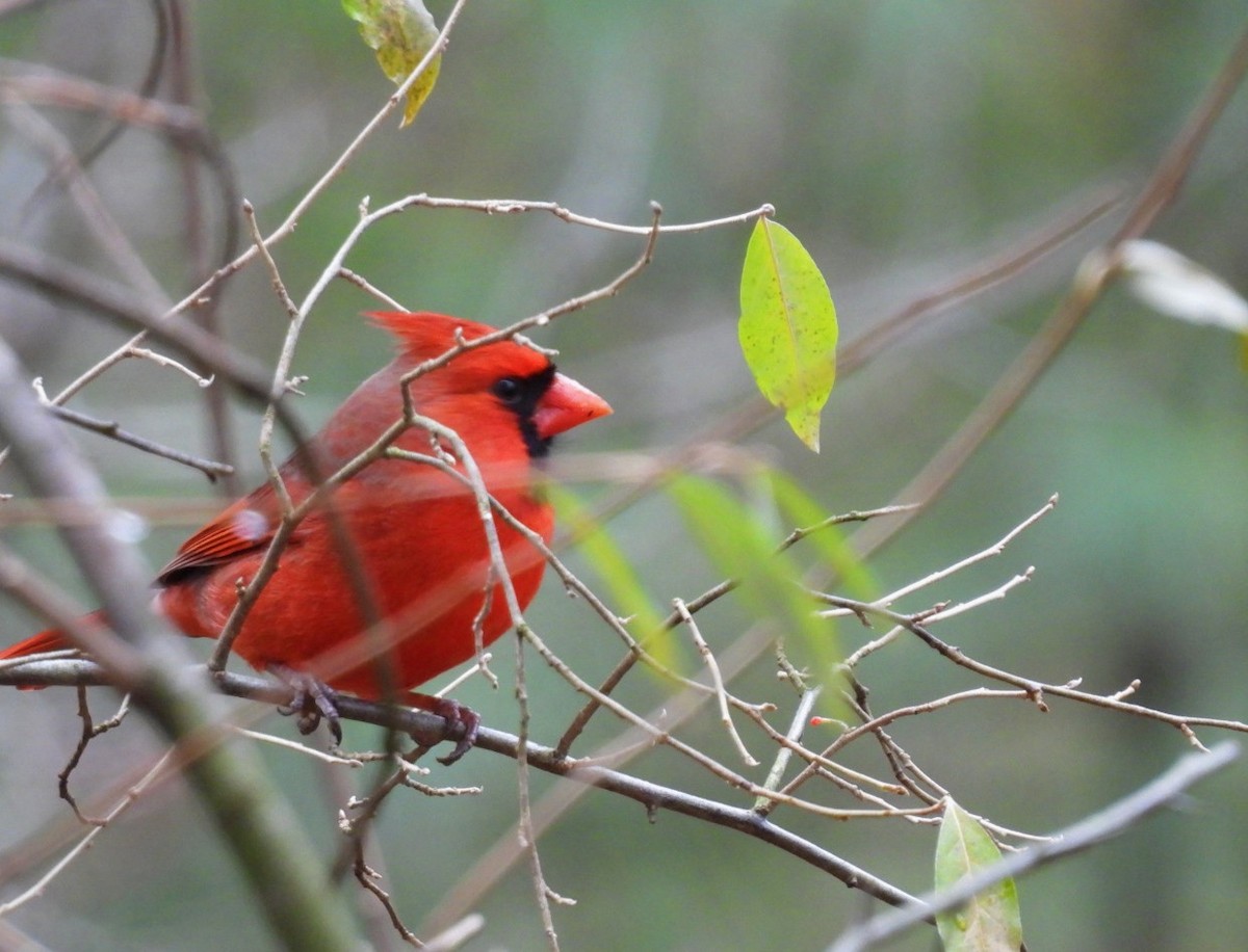 Northern Cardinal - ML645899864