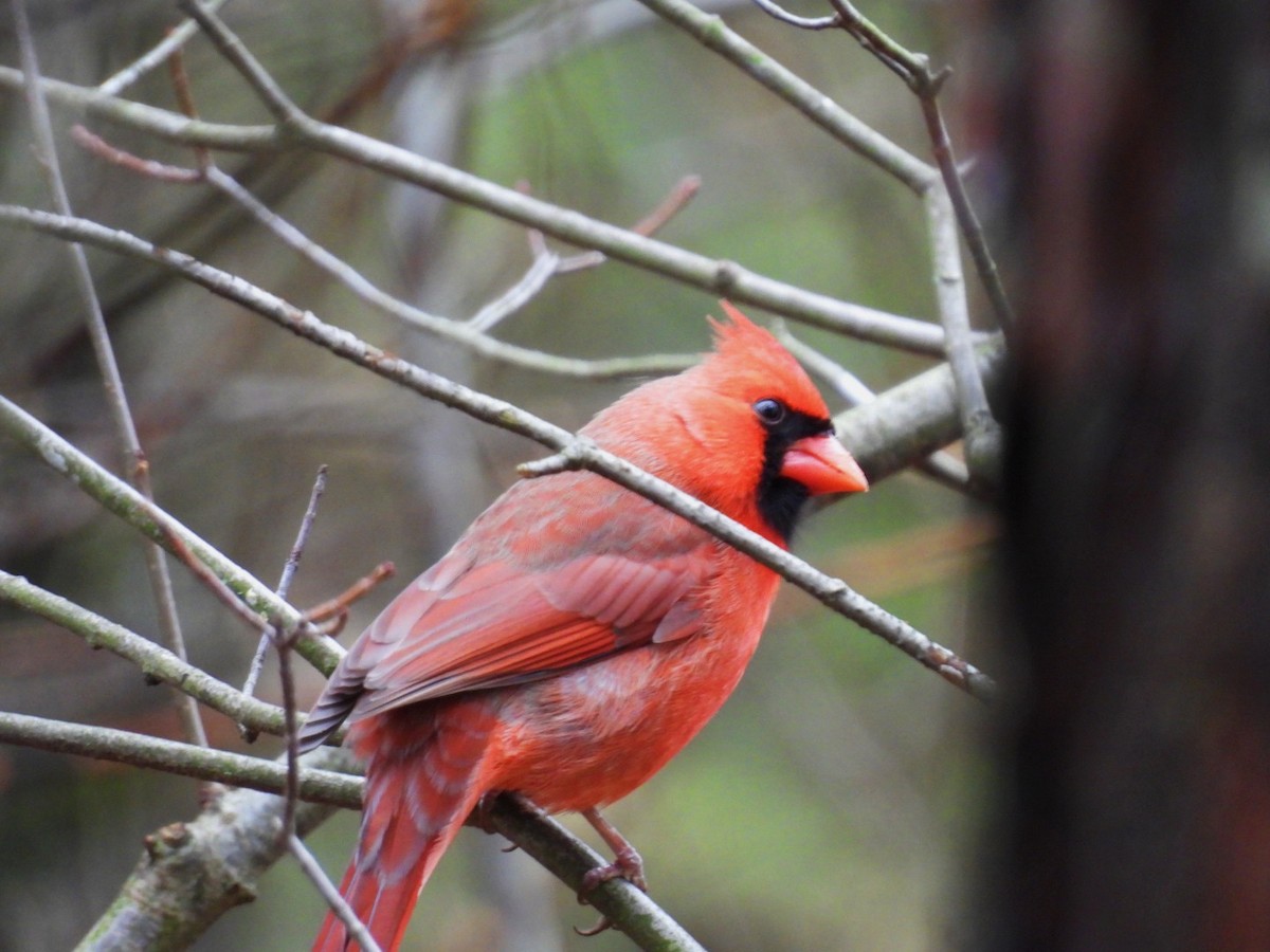 Northern Cardinal - ML645899865