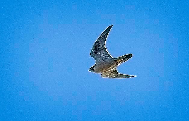 Peregrine Falcon - ML645899884