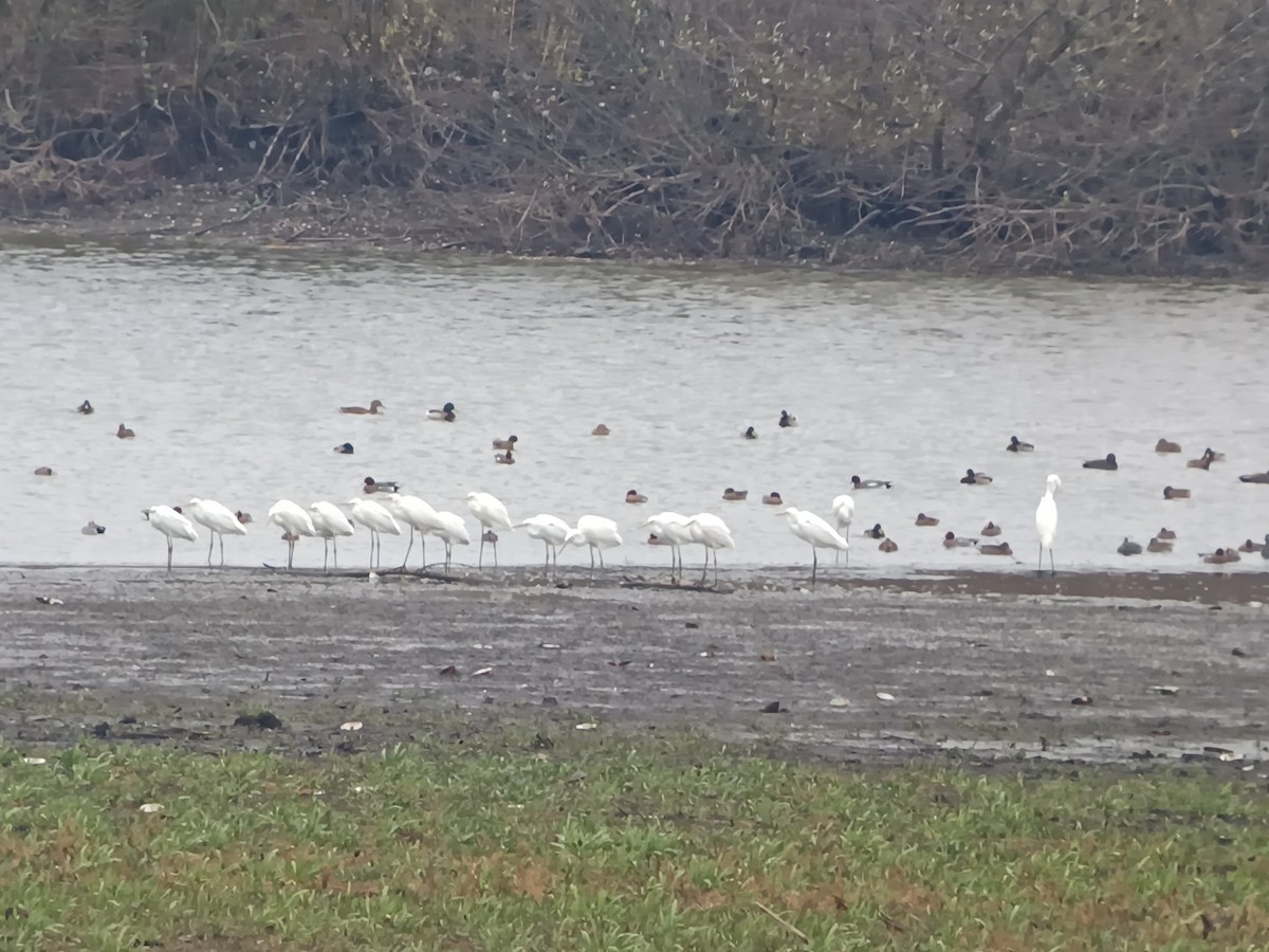 Great Egret - ML645899891