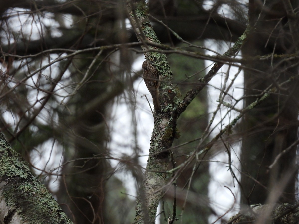 Brown Creeper - ML645899895