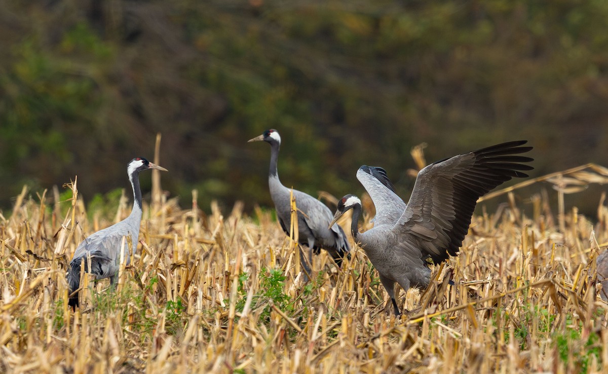 Common Crane - ML645899915