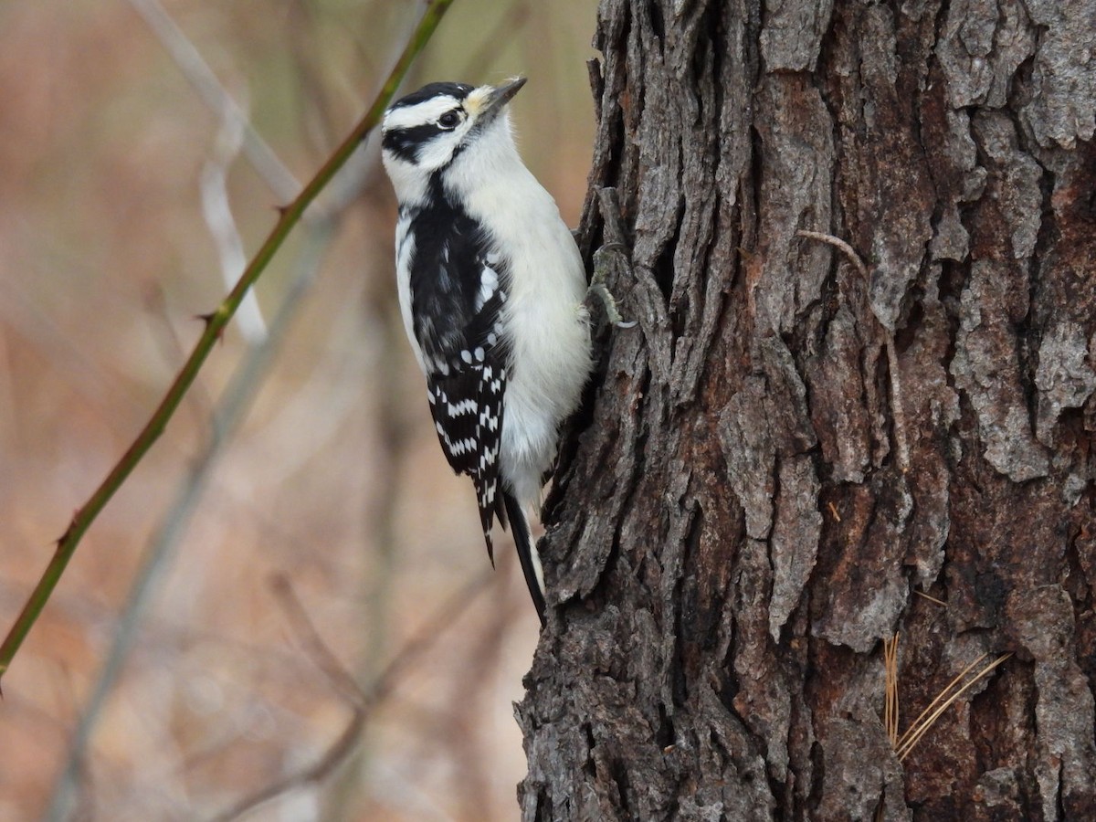 Downy Woodpecker - ML645899916