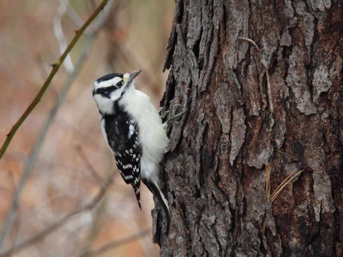 Downy Woodpecker - ML645899917