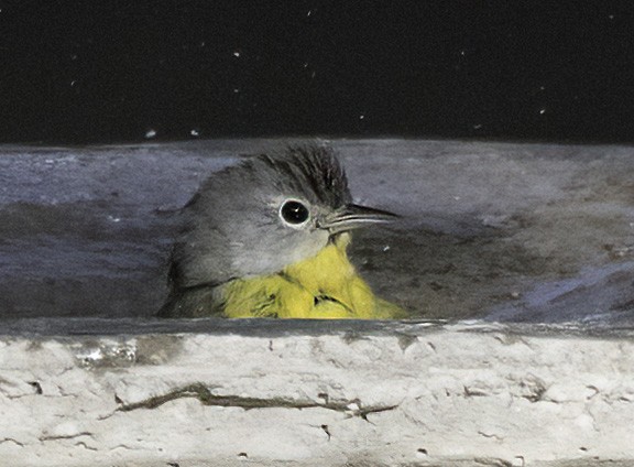 Magnolia Warbler - ML645899919