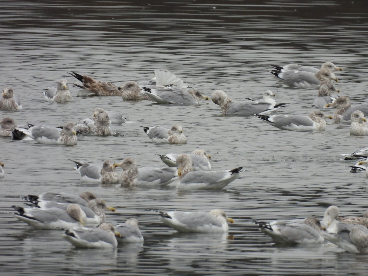 Мартиновий sp. - ML645899925