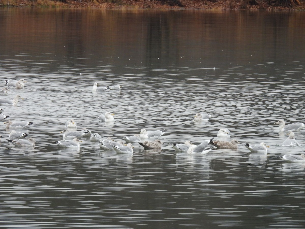 Мартиновий sp. - ML645899926