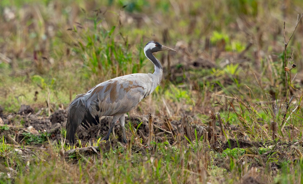 Common Crane - ML645899930