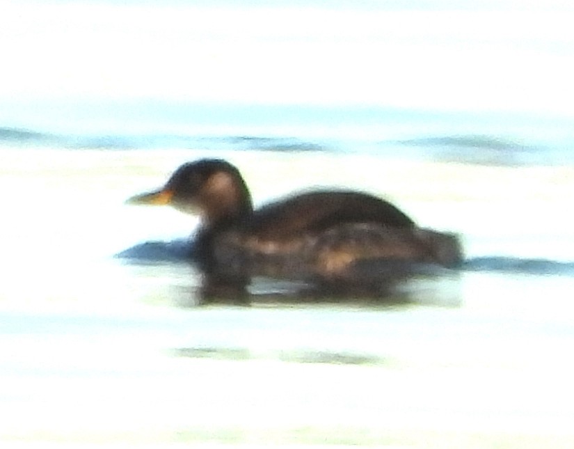 Somormujo Cuellirrojo - ML645899932