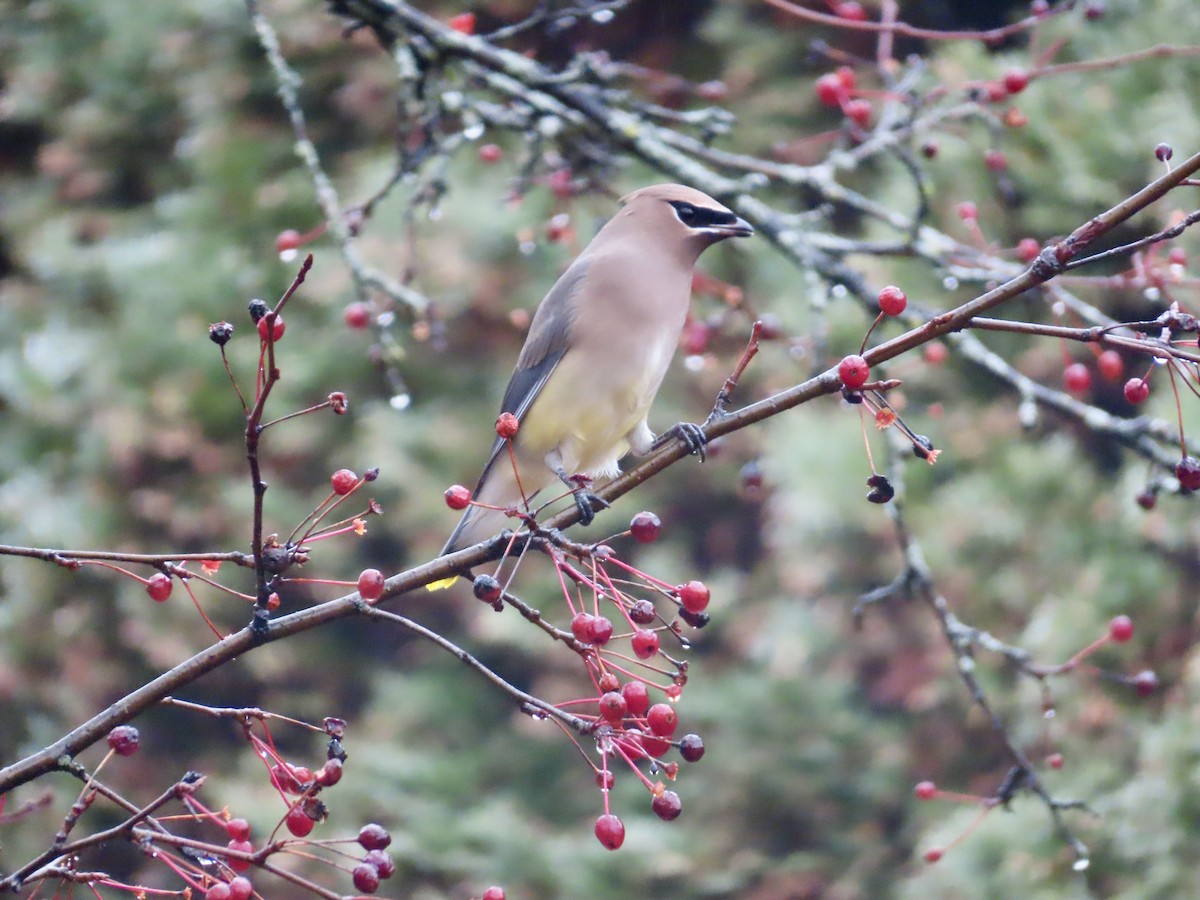 ヒメレンジャク - ML645899933