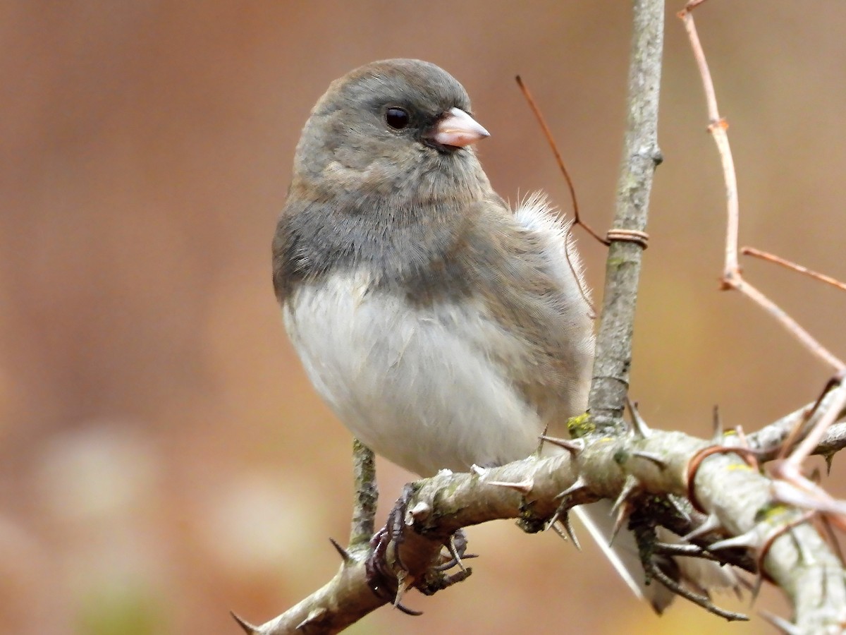 Dark-eyed Junco - ML645899935