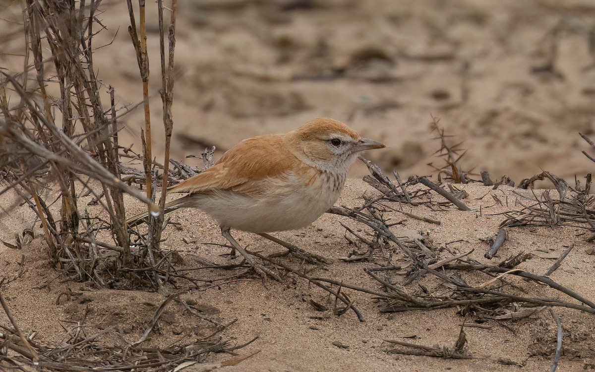Dune Lark - ML645899936