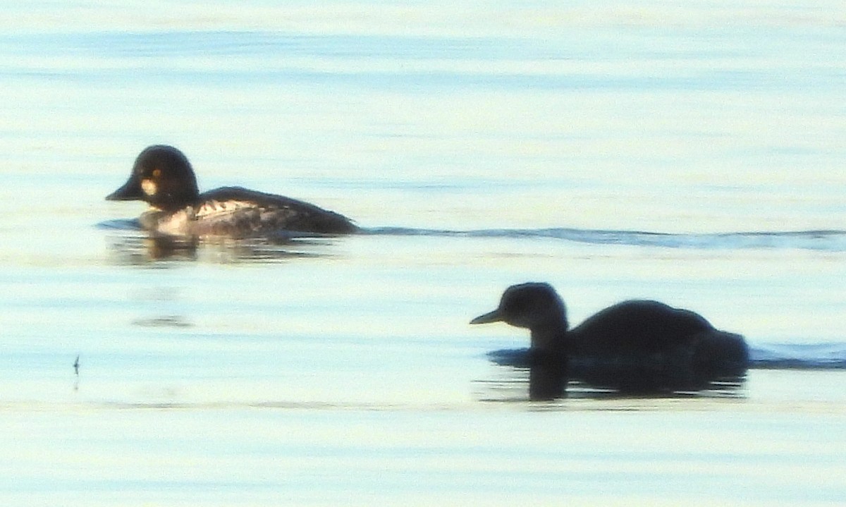 Somormujo Cuellirrojo - ML645899938