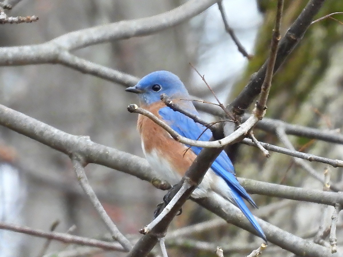 Eastern Bluebird - ML645899942
