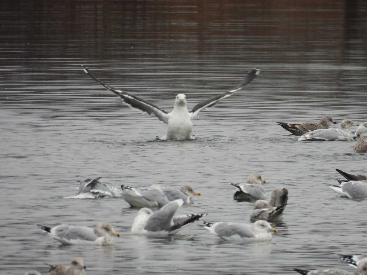 Büyük Kara Sırtlı Martı - ML645899943