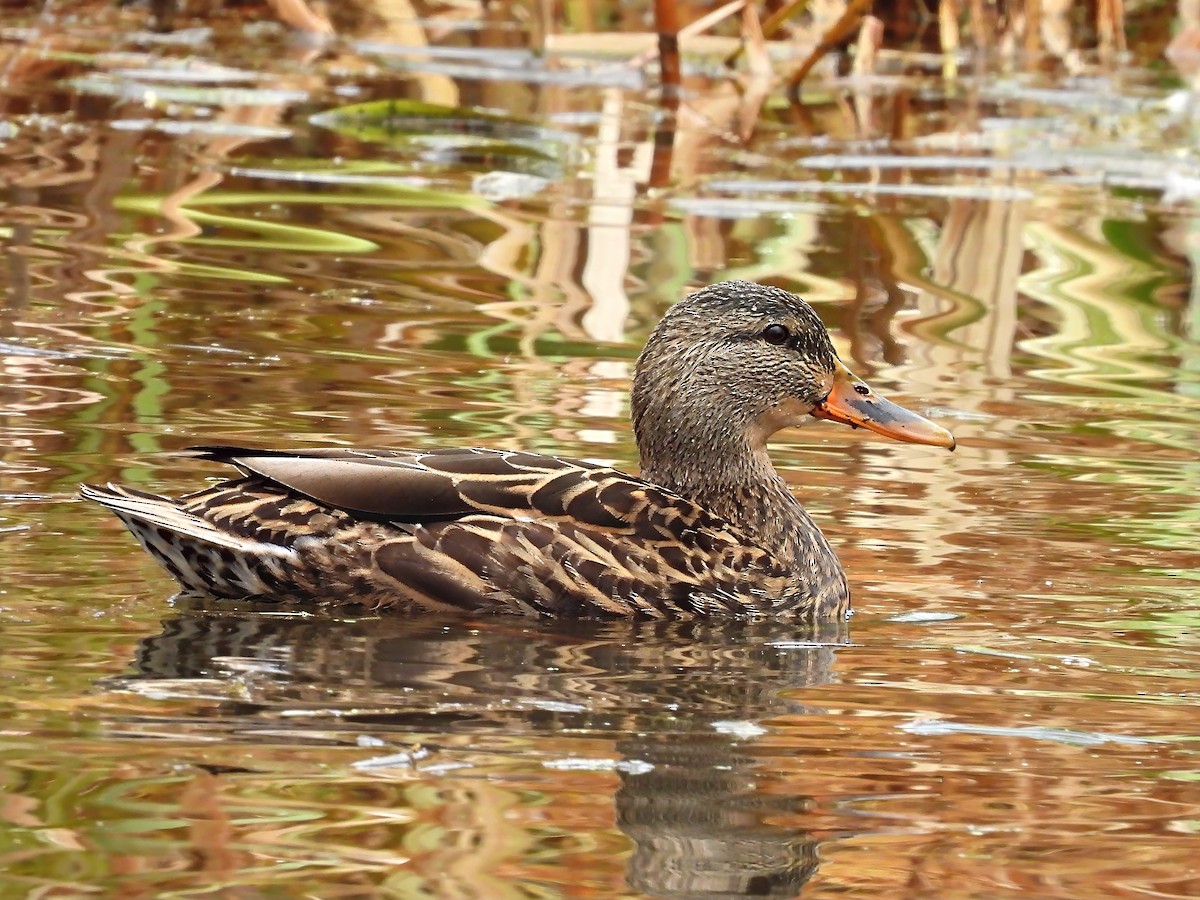 Mallard - ML645899946