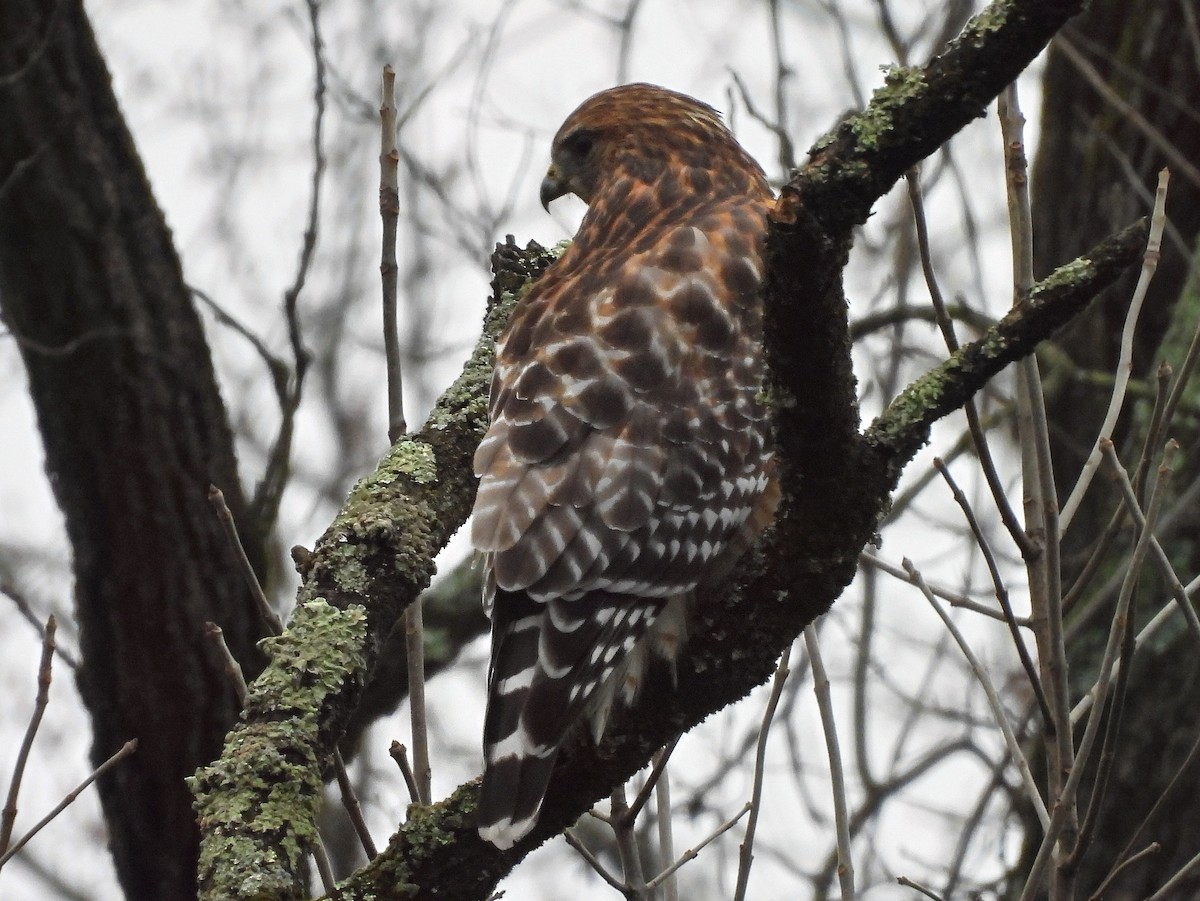 Red-shouldered Hawk - ML645899949