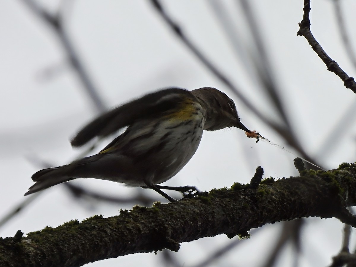 Yellow-rumped Warbler - ML645899955