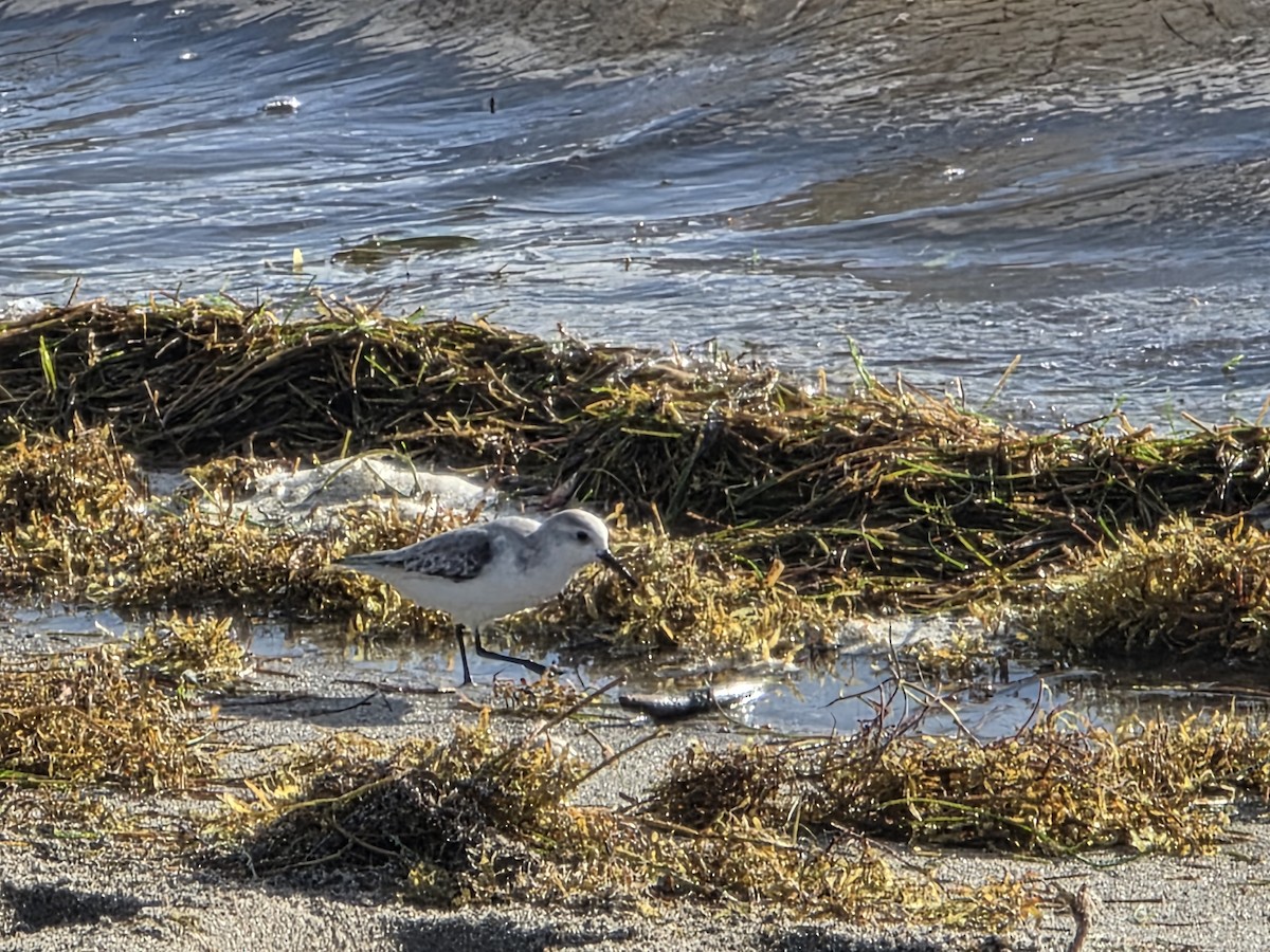 Sanderling - ML645899965