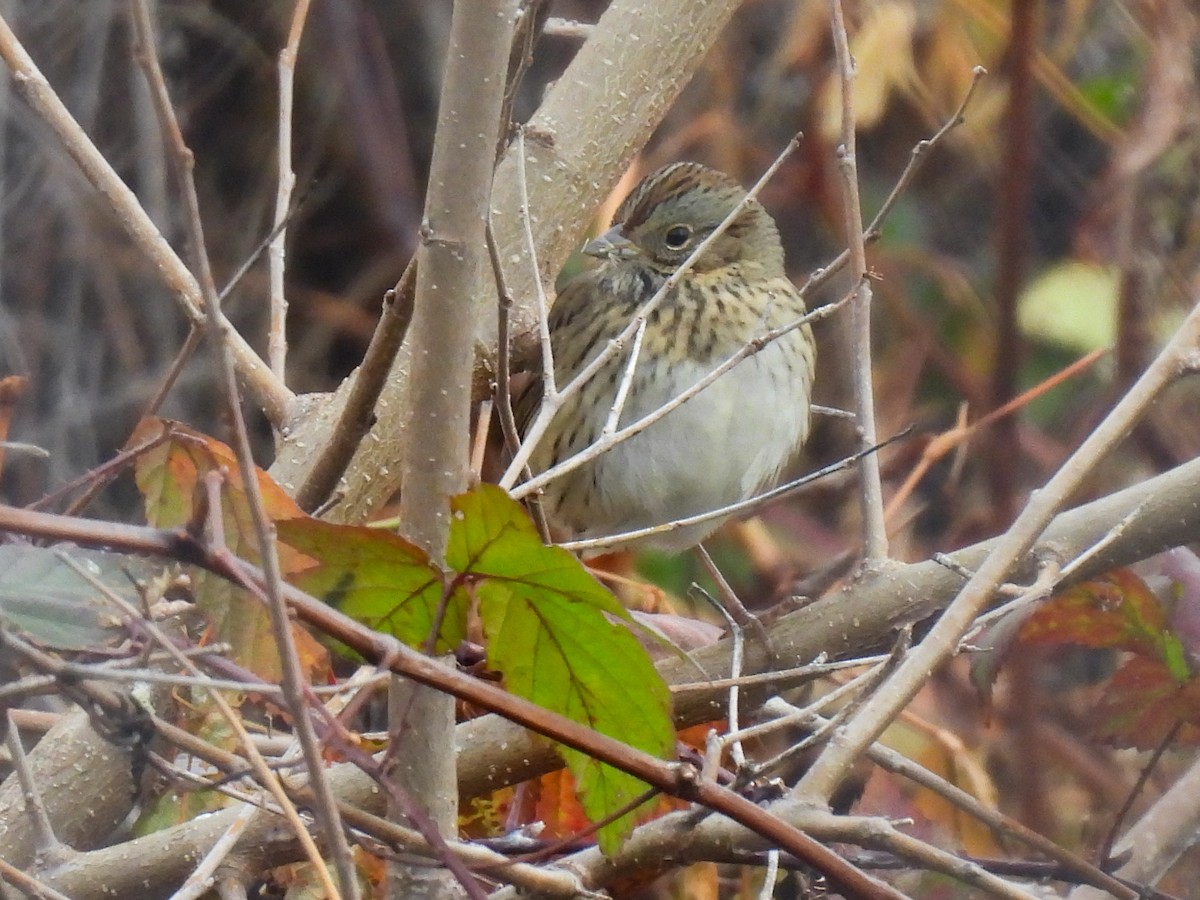 Lincoln's Sparrow - ML645899974