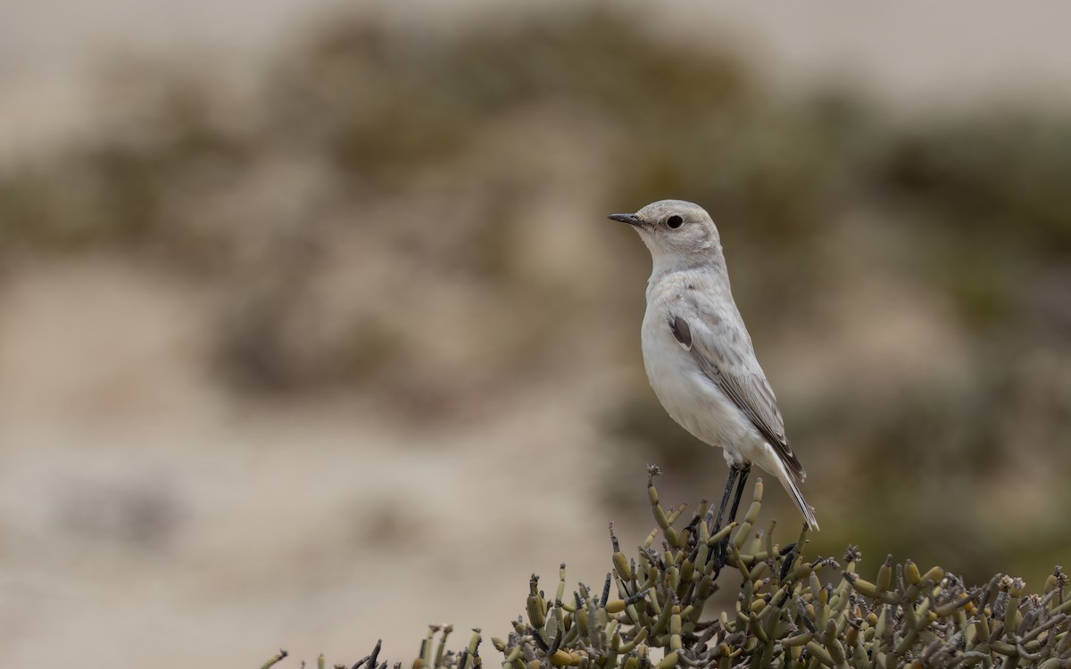 Tractrac Chat - ML645899982