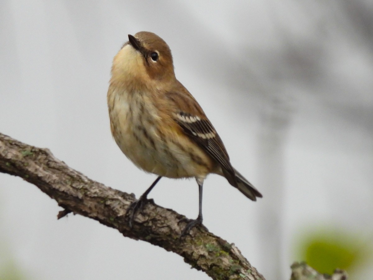 Yellow-rumped Warbler - ML645899983