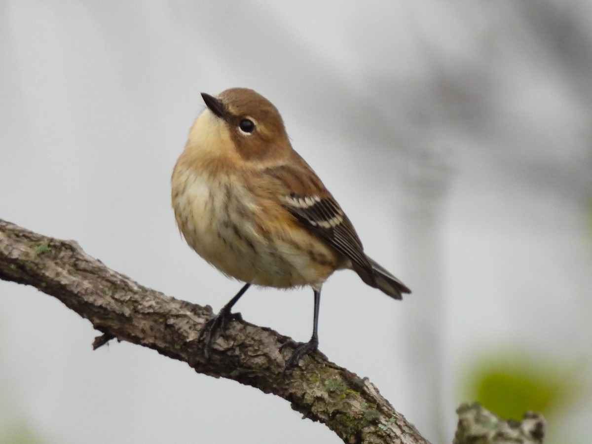 Yellow-rumped Warbler - ML645899984