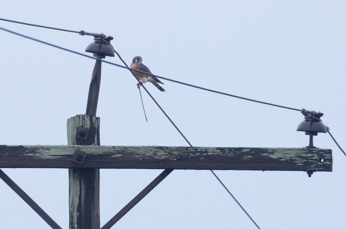 American Kestrel - ML645899985