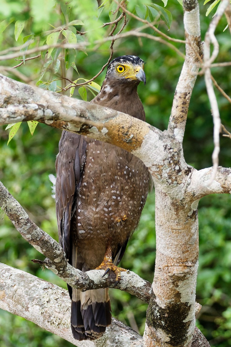 Culebrera Chiíla - ML645899986