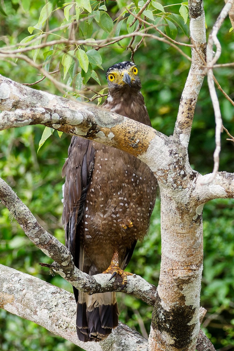 Culebrera Chiíla - ML645899987