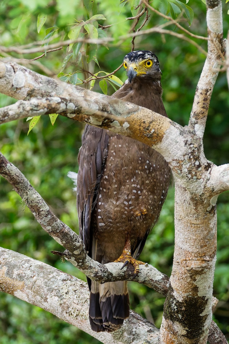 Culebrera Chiíla - ML645899988