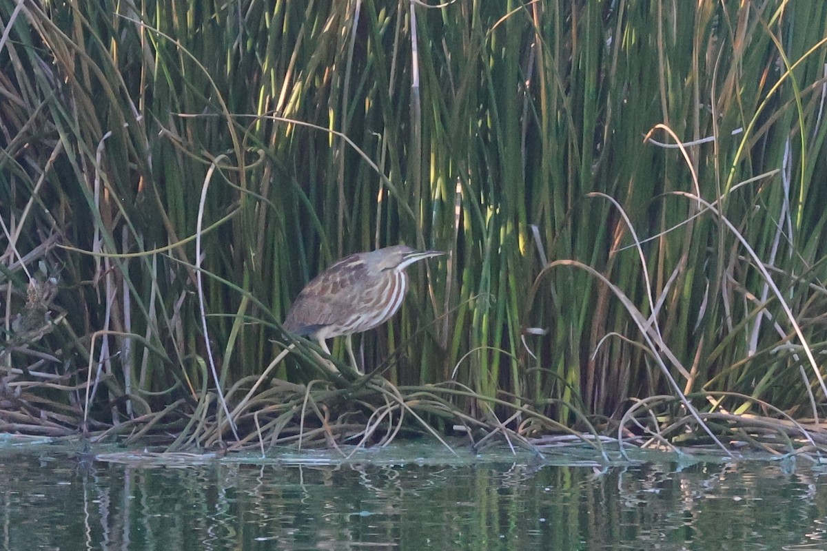 Amerika Balabanı - ML645899991