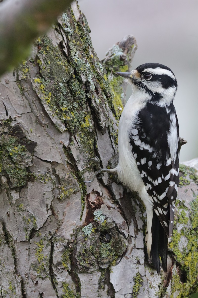 Downy Woodpecker (Eastern) - ML645899992