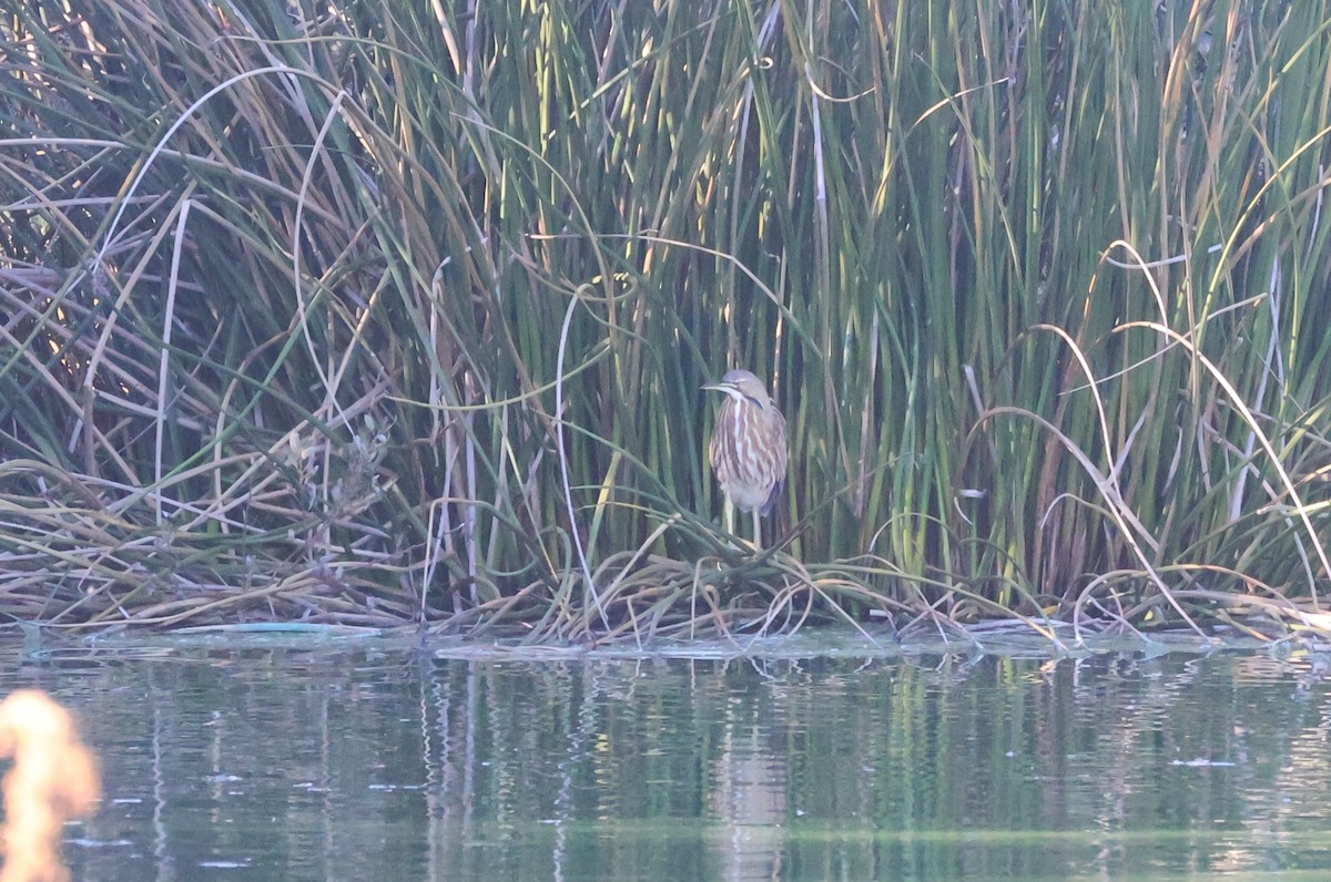 Amerika Balabanı - ML645899993