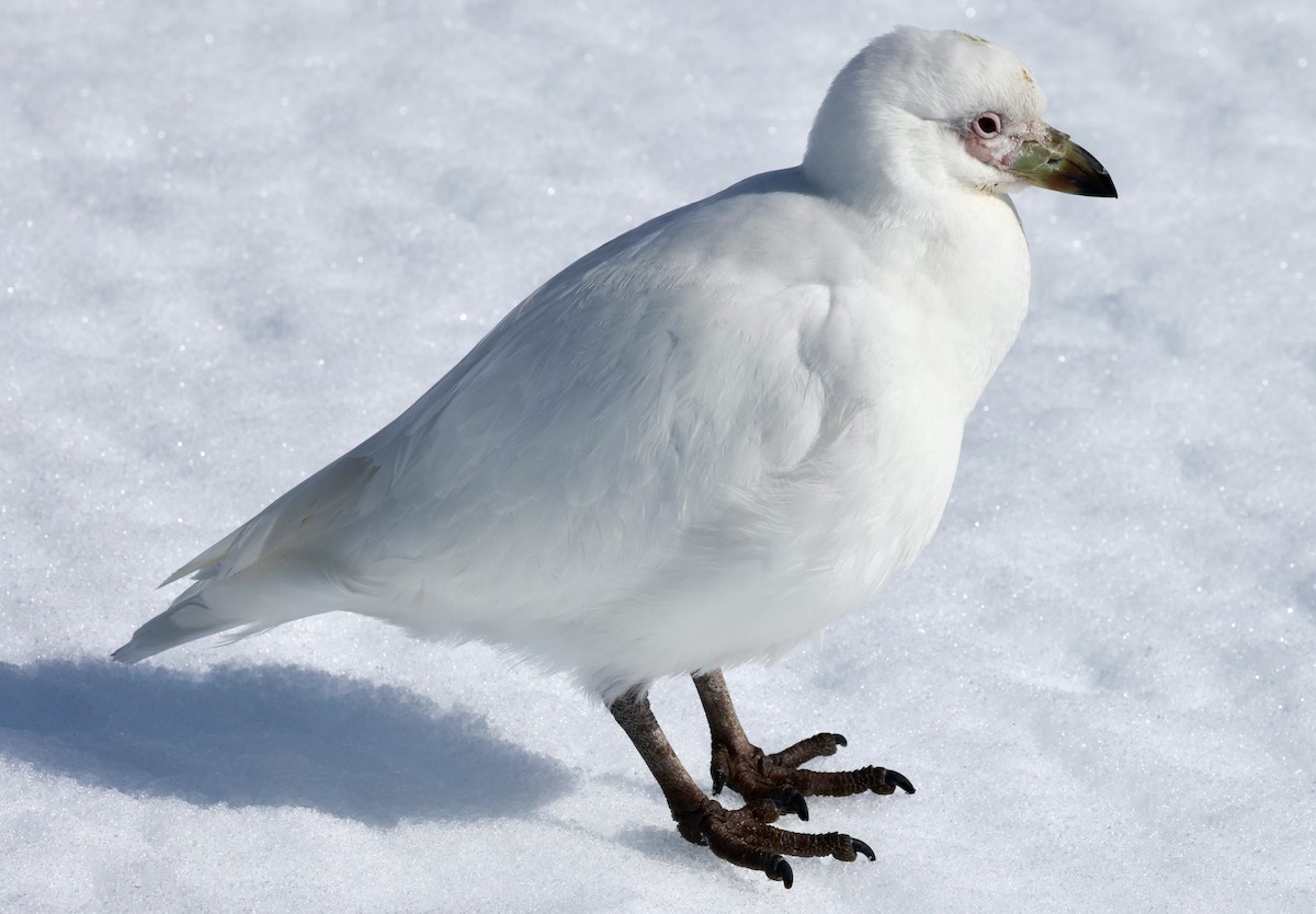Snowy Sheathbill - ML645899994