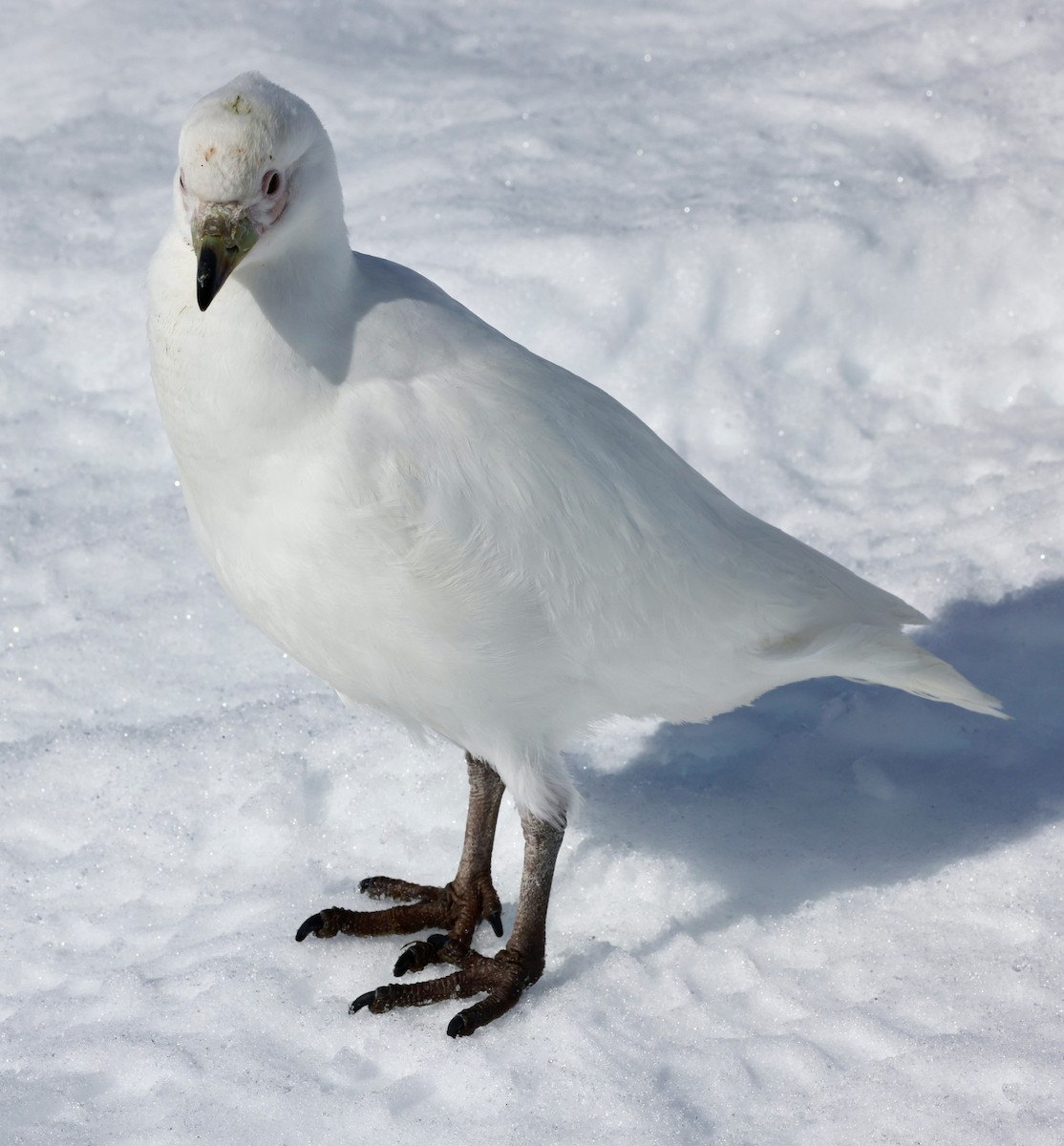 Snowy Sheathbill - ML645899995