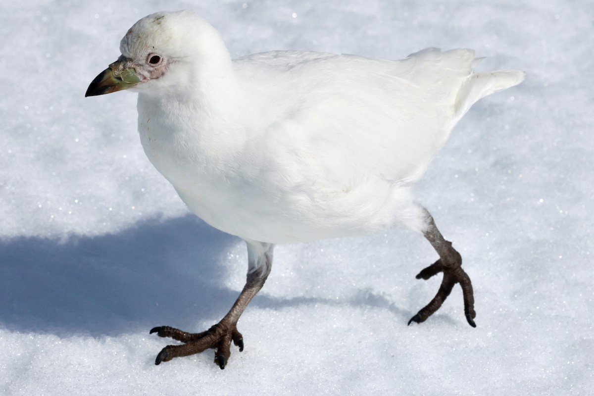 Snowy Sheathbill - ML645899996