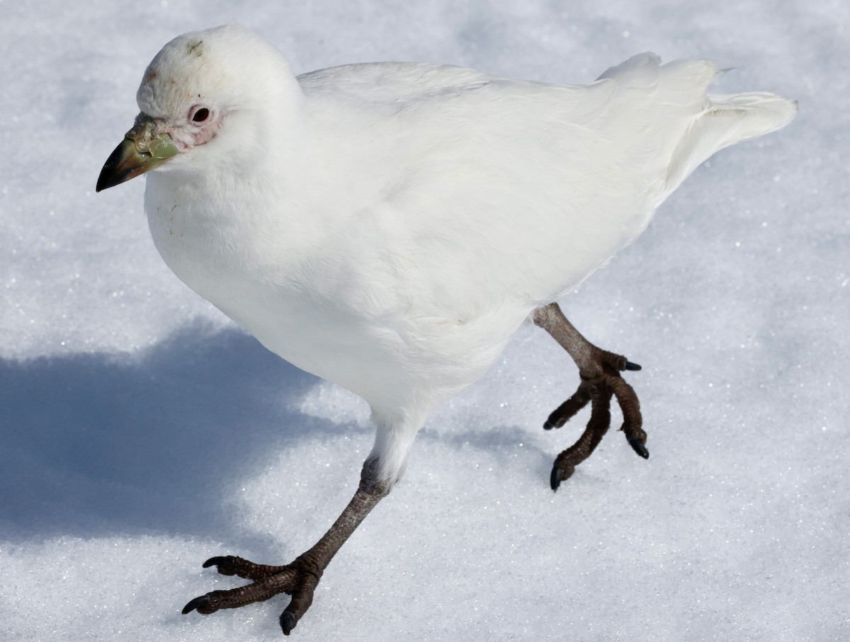 Snowy Sheathbill - ML645899997