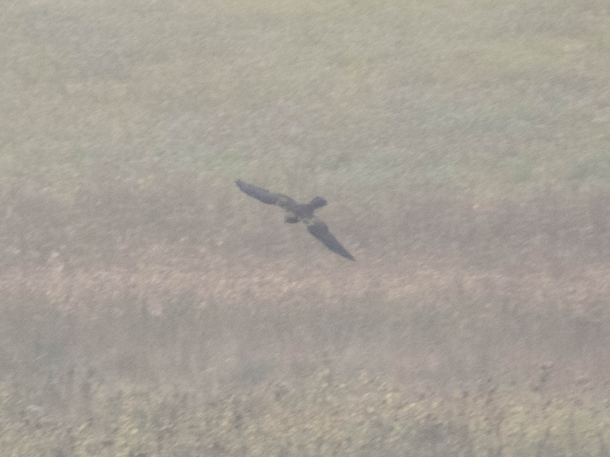 moták pochop - ML645900000