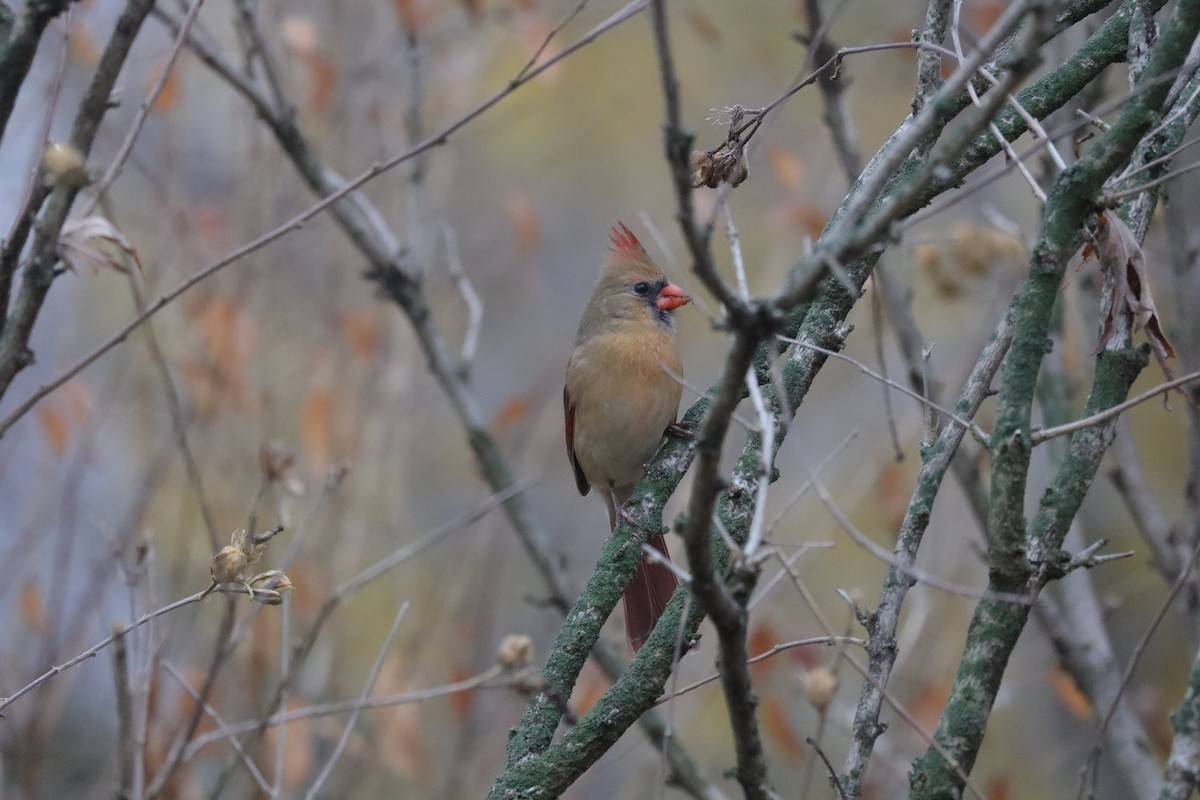 Northern Cardinal - ML645900007