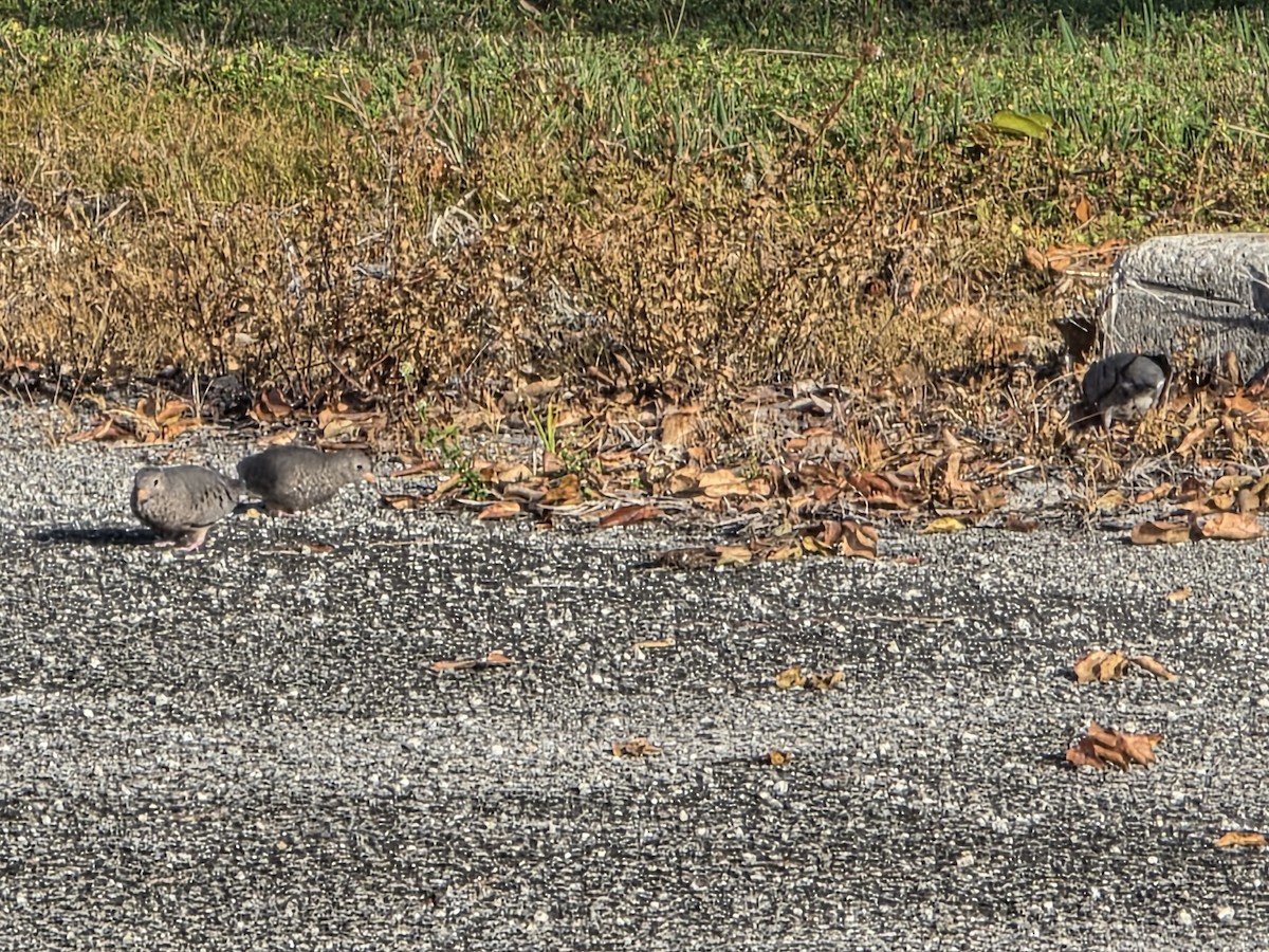 Common Ground Dove - ML645900008