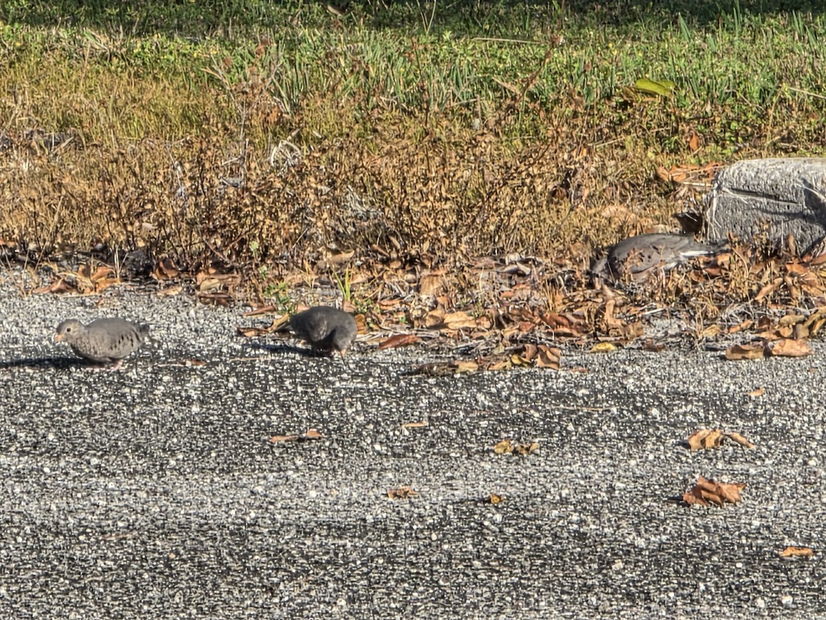 Common Ground Dove - ML645900009