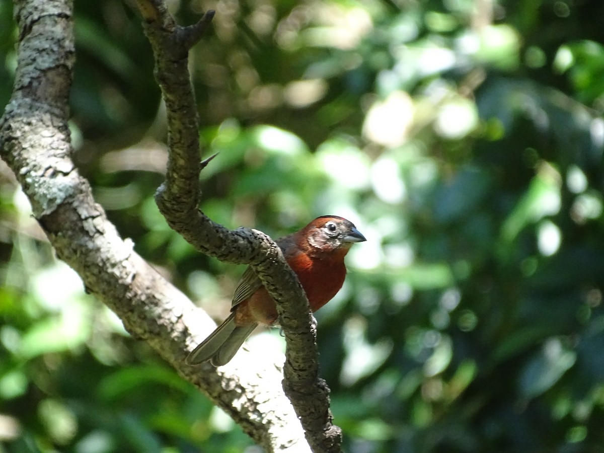 Red-crested Finch - ML645900035