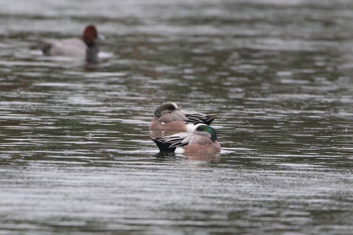 American Wigeon - ML645900036