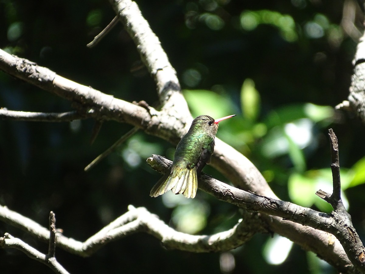 Gilded Hummingbird - ML645900044
